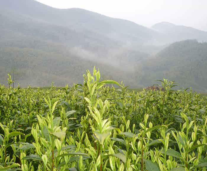 饮天目湖白茶的三流程：趣、神、味