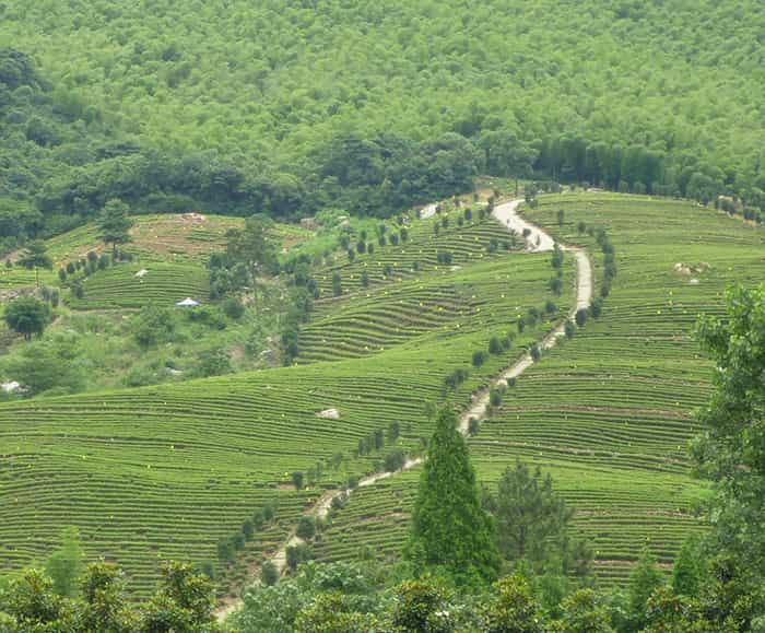 茶园风景