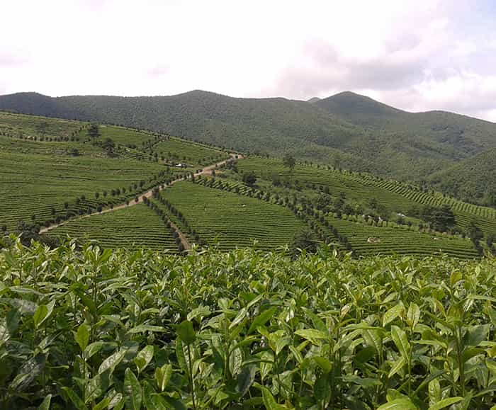 茶园风景