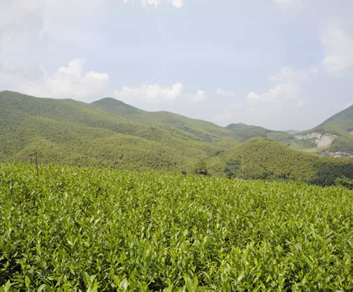 茶园风景