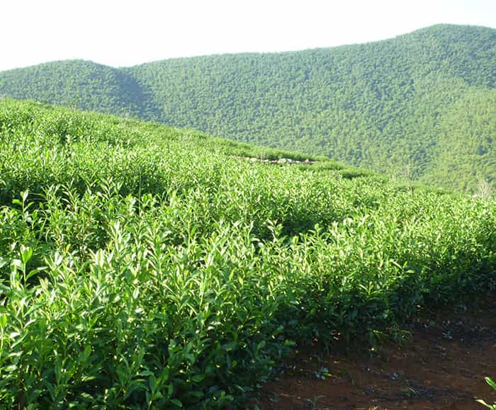 茶园风景