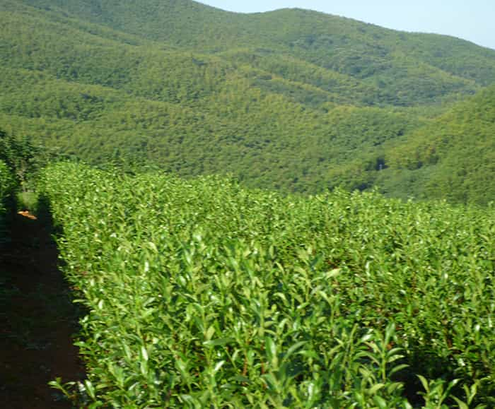 茶园风景