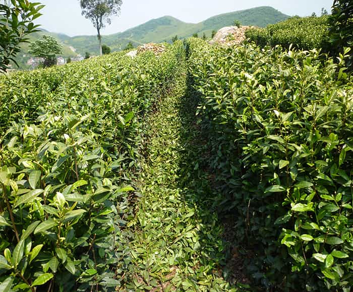 茶园风景