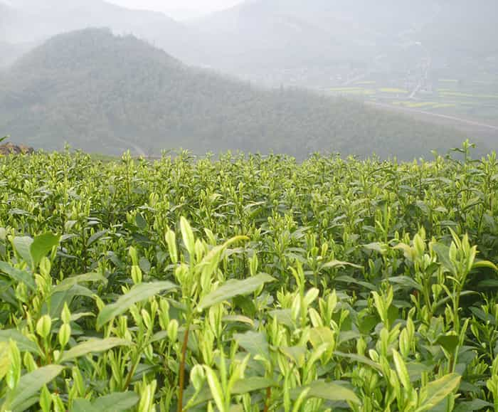 茶园风景