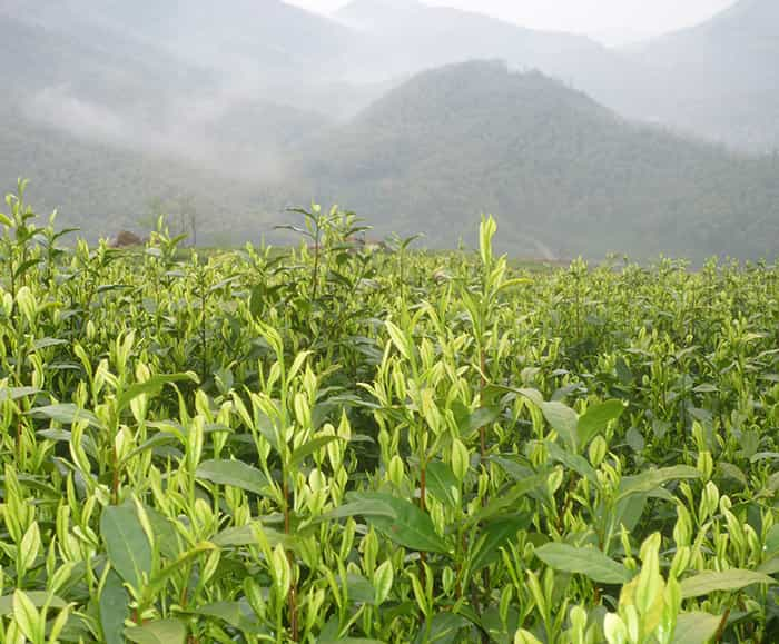 茶园风景