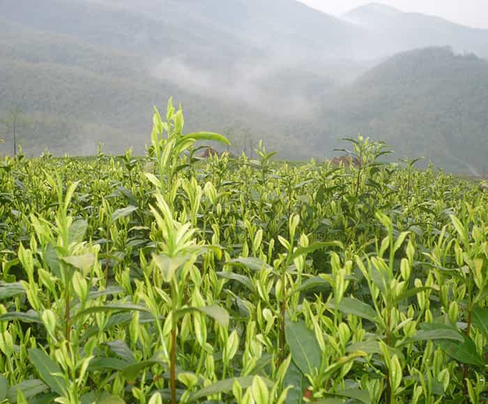 茶园风景