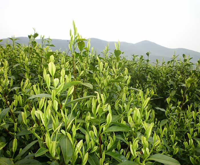 茶园风景