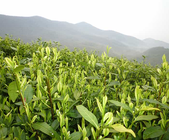 茶园风景