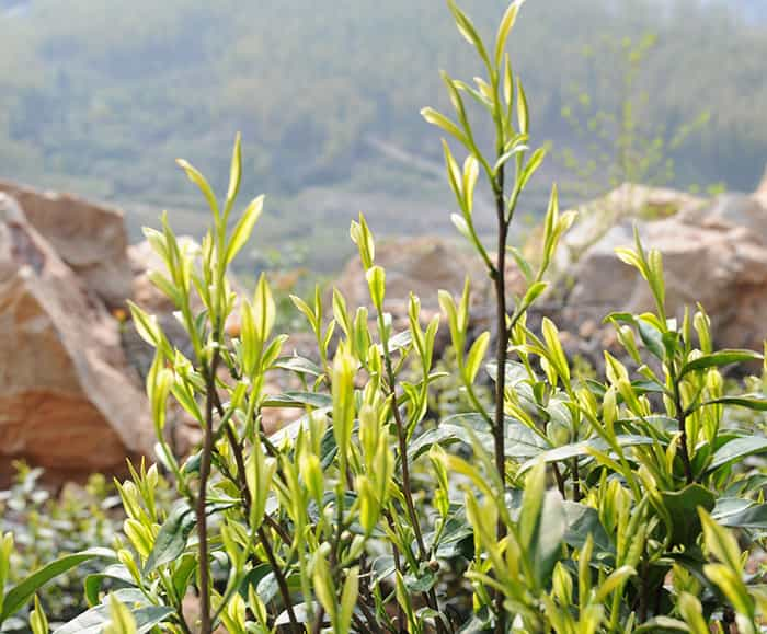 茶园风景