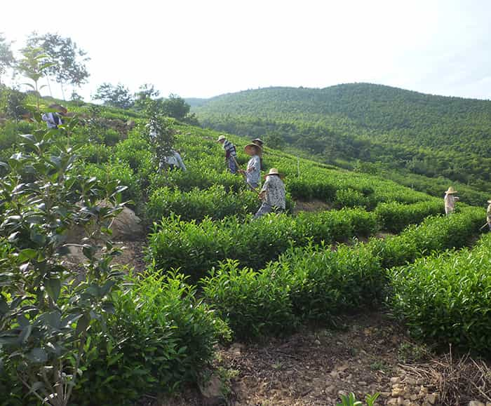 茶园风景