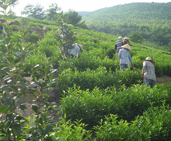 茶园风景