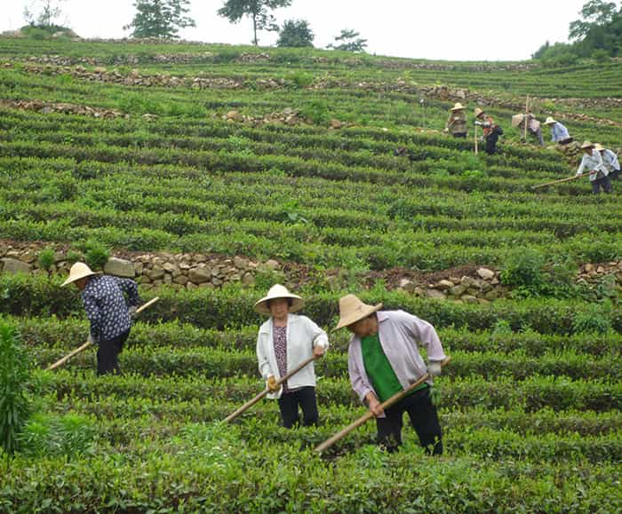 茶园风景