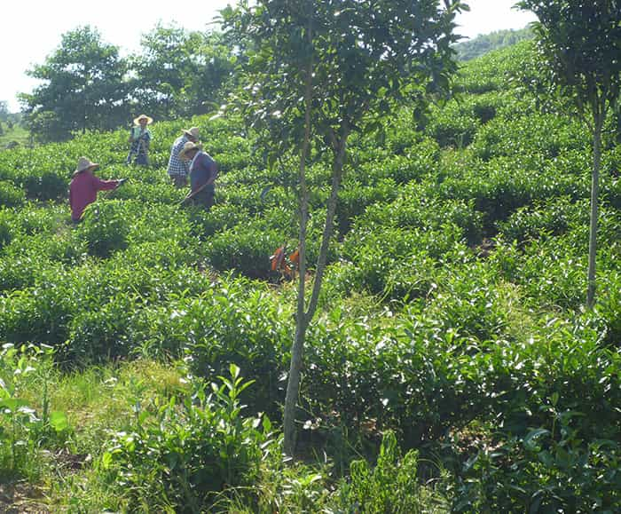 茶园风景