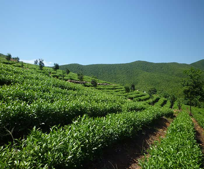 茶园风景