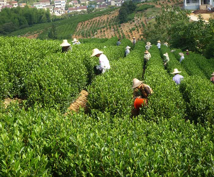 茶园风景