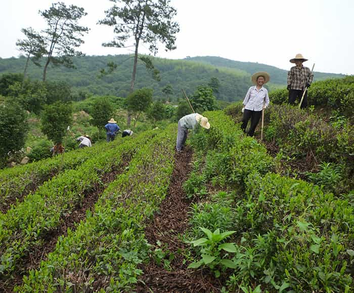 茶园风景