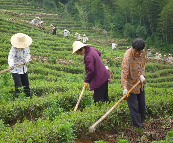 茶园风景