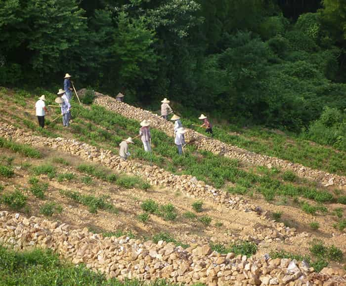 茶园风景