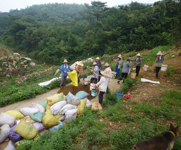 茶园风景