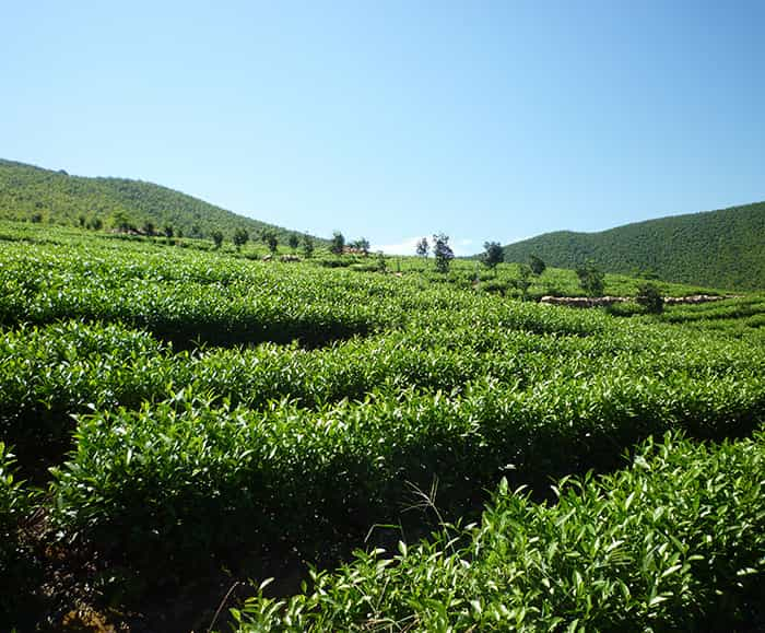 茶园风景