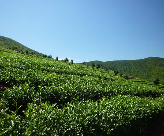 茶园风景