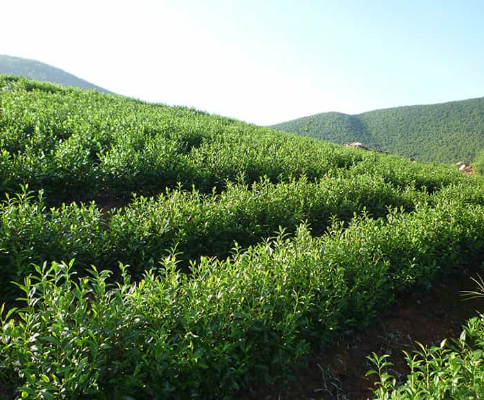 茶园风景