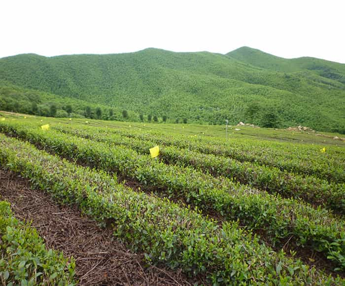 茶园风景