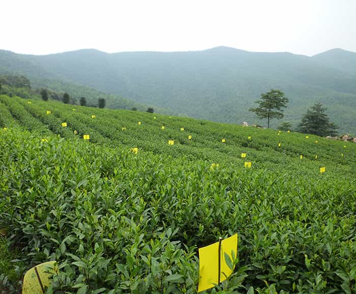 茶园风景