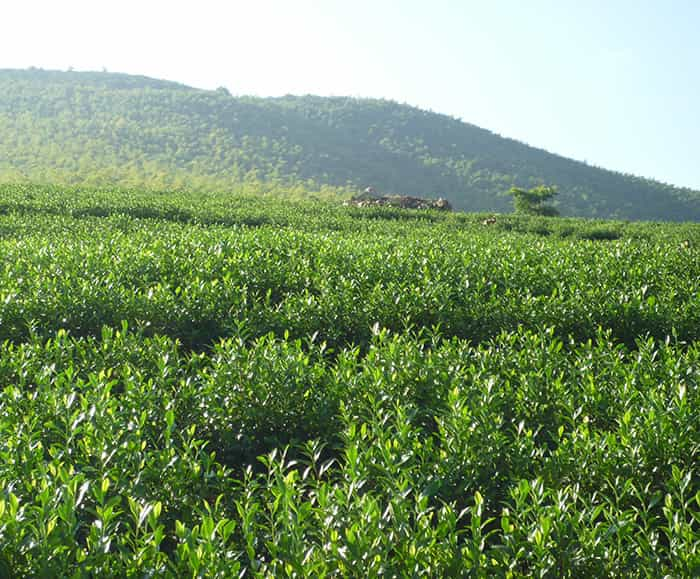 茶园风景